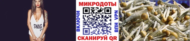 закладка  Славск  Псилоцибиновые грибы GOLDEN TEACHER 